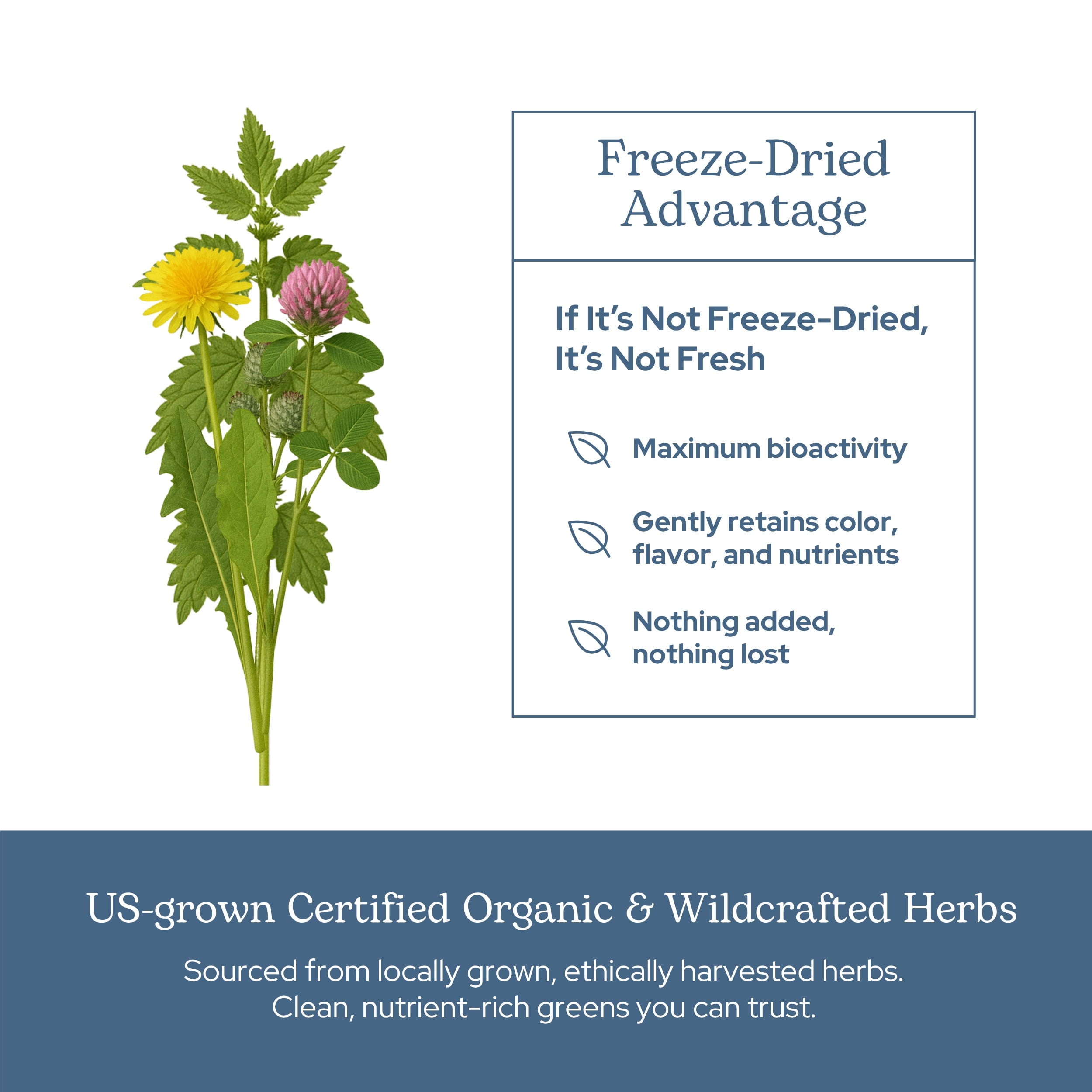 Eclectic Herb Freeze Dried, Lymphatic & Blood Cleanse, 285 mg, 45 Veg Caps