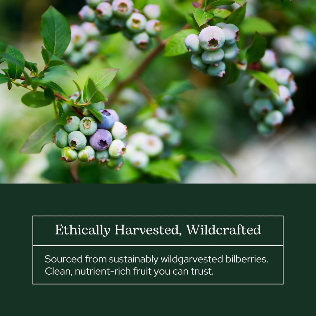 Eclectic Herb Bilberry Powder, 3.2 oz (90 g)