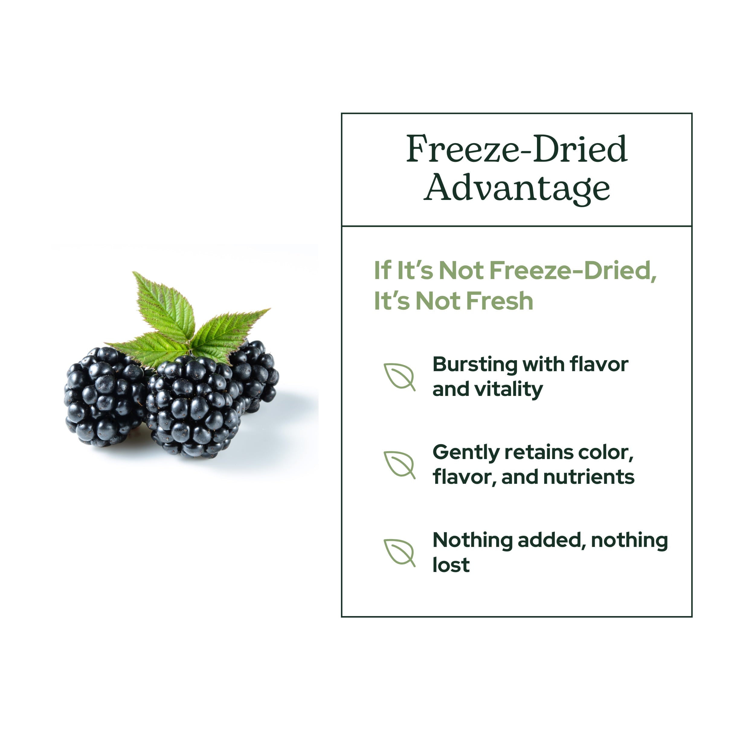 Eclectic Herb Blackberry Powder Freeze-Dried 90 g Powder