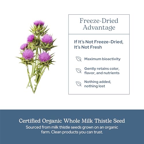 Eclectic Herb - Premium Freeze Dried Milk Thistle Capsules (240 CT | 600 mg)