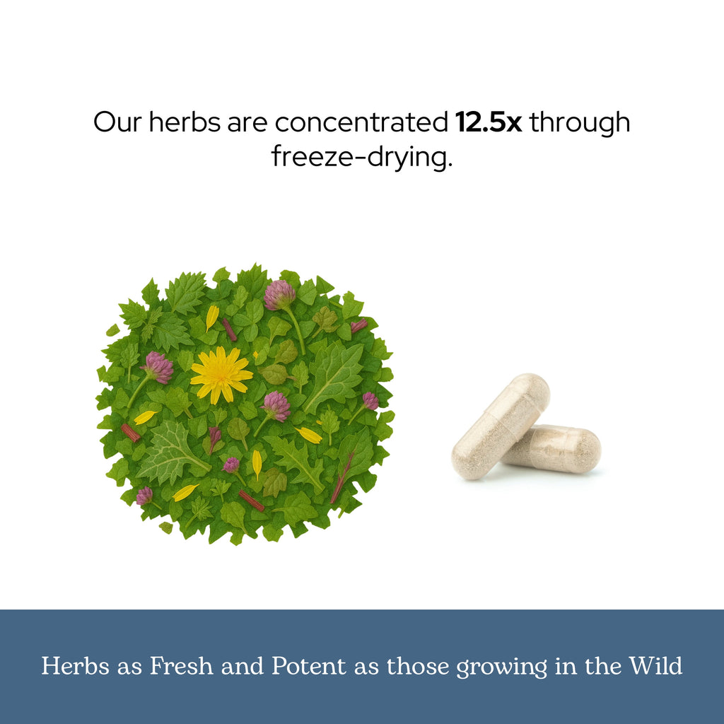 Eclectic Herb Freeze Dried, Lymphatic & Blood Cleanse, 285 mg, 45 Veg Caps