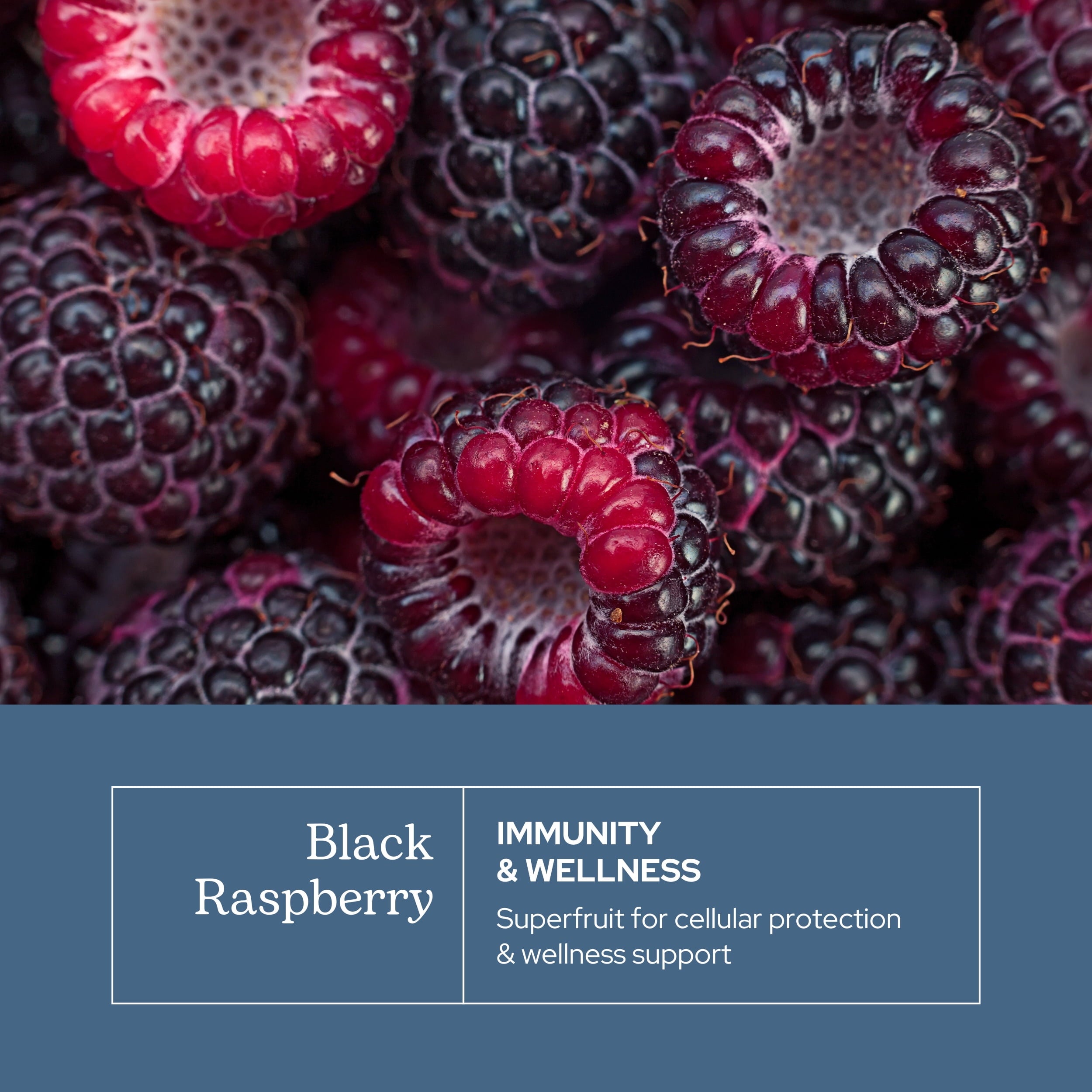 Eclectic Herb Black Raspberry, 300 mg, 90 Veg Caps